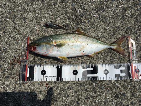 台風後ちょっと渋い